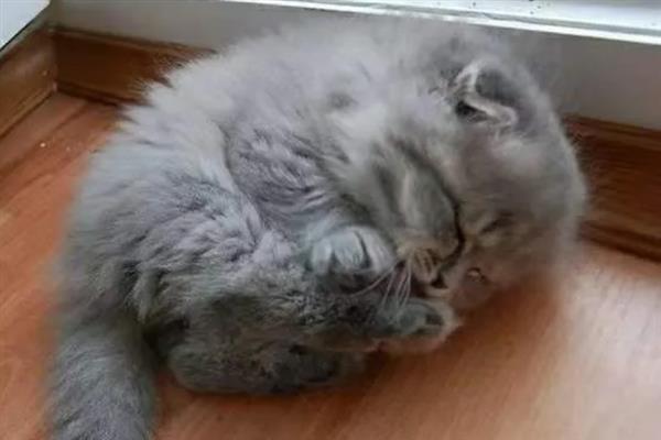 猫冠状病毒是怎么传播的，通过分泌物和排泄物传播