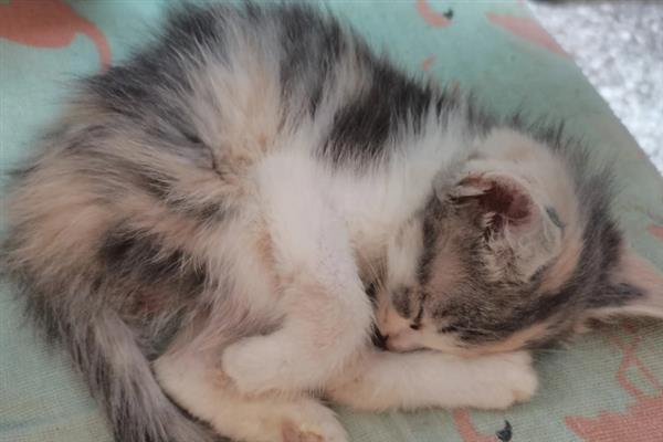 猫冠状病毒是怎么传播的，通过分泌物和排泄物传播