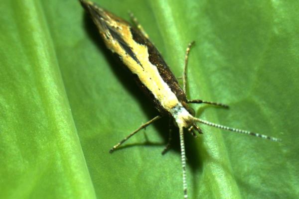 甲维虫螨腈有什么作用,可毒杀害虫