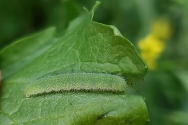 甲维虫螨腈有什么作用,可毒杀害虫