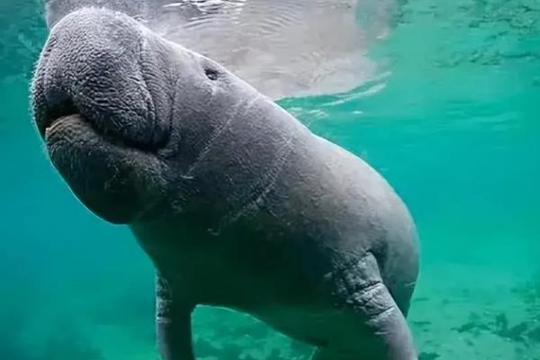 海牛是哪种动物，是海牛科哺乳动物