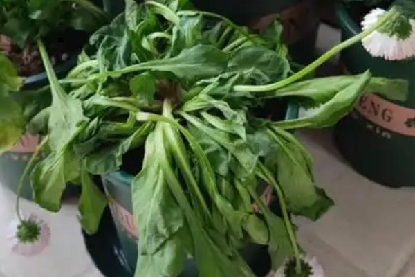 怎么养盆栽小雏菊，最好养护在采光好的地方