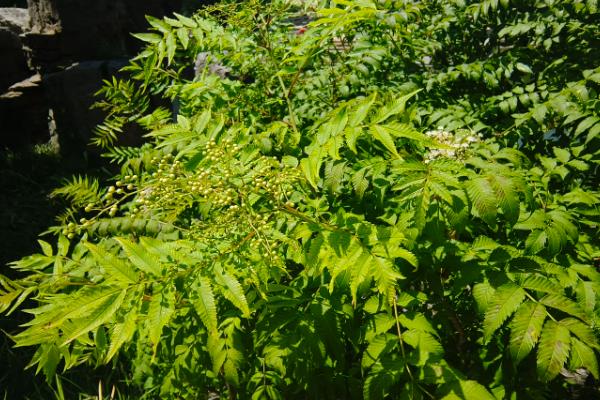 珍珠梅为什么不开花，可能是树龄不够、缺乏光照、修剪不当所致