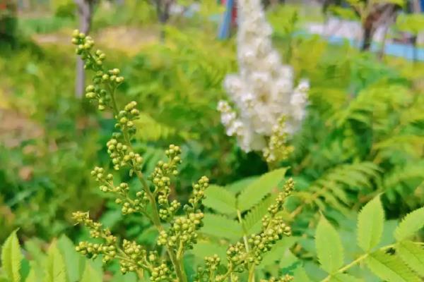 珍珠梅为什么不开花，可能是树龄不够、缺乏光照、修剪不当所致