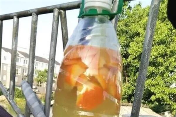 怎么用橙子皮制做花肥，切碎后装入瓶中发酵