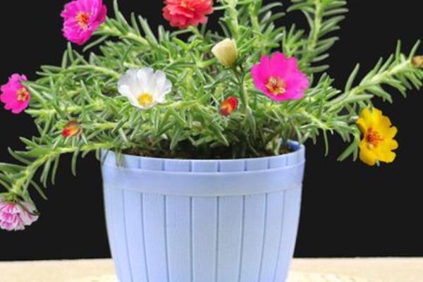 怎么种植太阳花，播种后要喷水覆膜