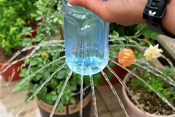 怎么种植太阳花，播种后要喷水覆膜