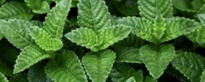 灵草的别名，又叫甘草、甜甘草等