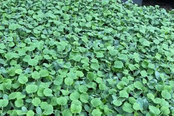 瓠子怎么种植，开花坐果前追肥2-3次