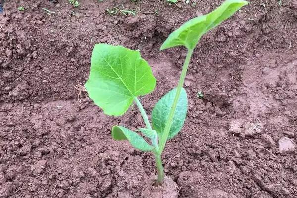 瓠子怎么种植，开花坐果前追肥2-3次