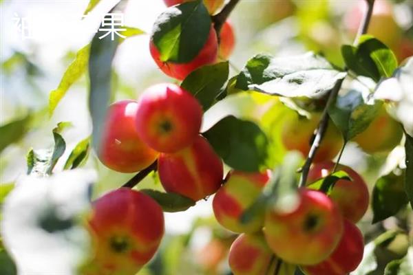 哪些苹果比较小，常见火箭苹果、袖珍苹果等品种