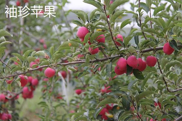 哪些苹果比较小，常见火箭苹果、袖珍苹果等品种