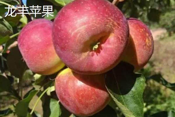 哪些苹果比较小，常见火箭苹果、袖珍苹果等品种