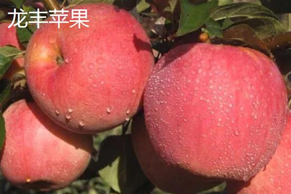 哪些苹果比较小，常见火箭苹果、袖珍苹果等品种