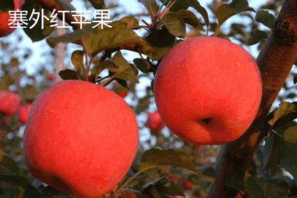 哪些苹果比较小，常见火箭苹果、袖珍苹果等品种