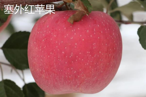 哪些苹果比较小，常见火箭苹果、袖珍苹果等品种