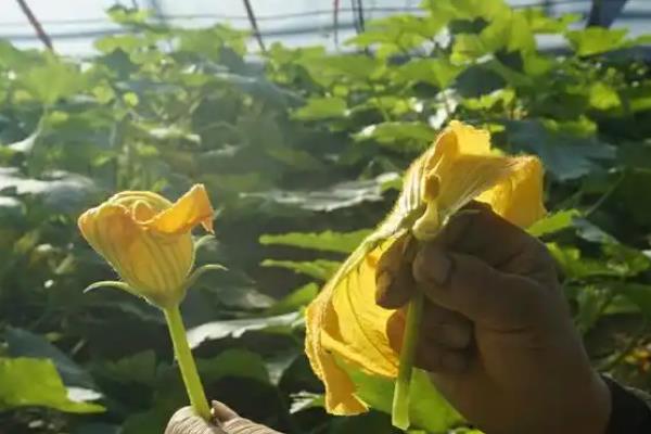 瓠子怎么种植，开花坐果前追肥2-3次