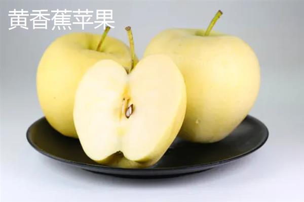 哪些苹果比较小，常见火箭苹果、袖珍苹果等品种