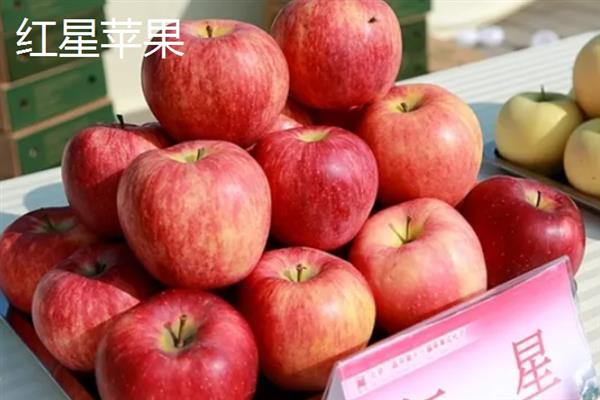 哪些苹果比较小，常见火箭苹果、袖珍苹果等品种