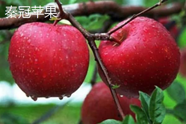 哪些苹果比较小，常见火箭苹果、袖珍苹果等品种