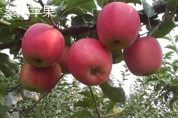 哪些苹果比较小，常见火箭苹果、袖珍苹果等品种