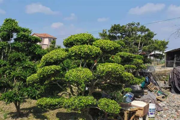 黄杨树有什么风水寓意，具有生财驱邪、招财纳宝的效果