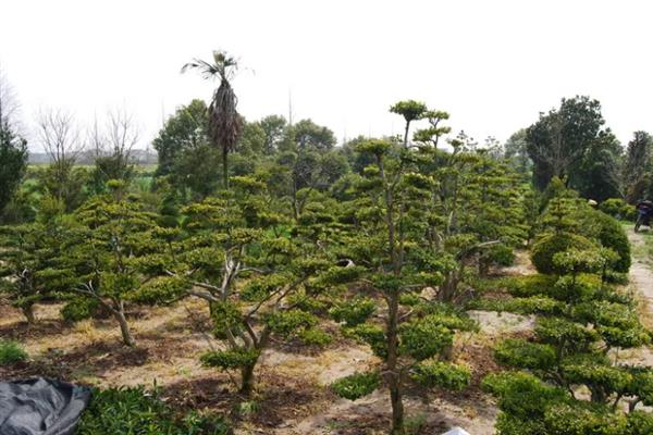 黄杨树有什么风水寓意，具有生财驱邪、招财纳宝的效果