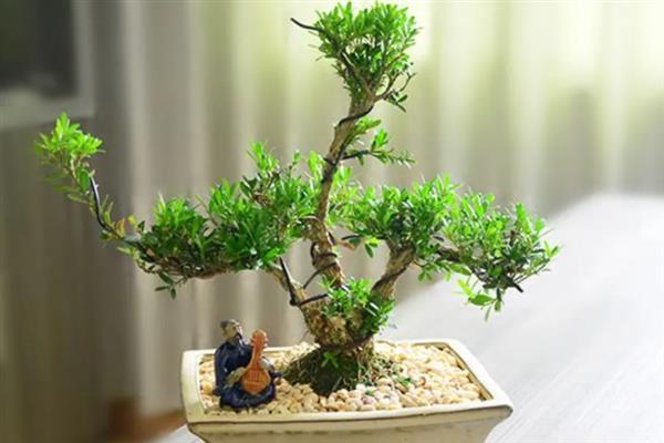 黄杨树有什么风水寓意，具有生财驱邪、招财纳宝的效果