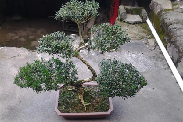 黄杨树有什么风水寓意，具有生财驱邪、招财纳宝的效果