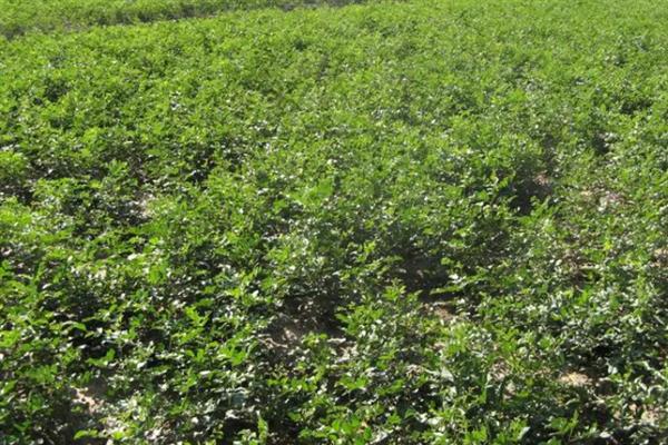 灵草的别名,又叫甘草、甜甘草等