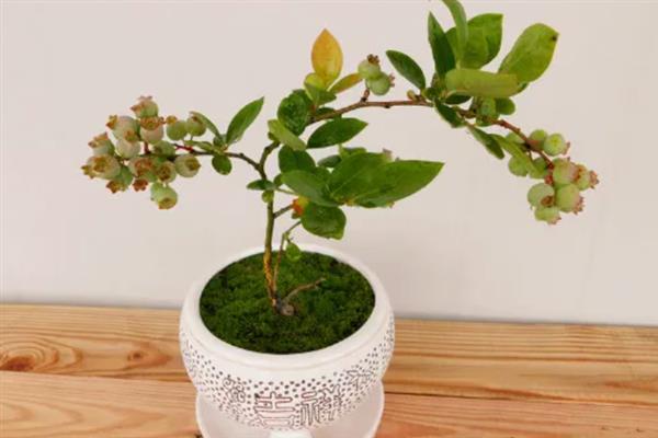 盆栽蓝莓的养殖方法，栽种完成后要为其浇水一次