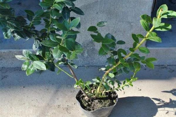 盆栽蓝莓的养殖方法，栽种完成后要为其浇水一次