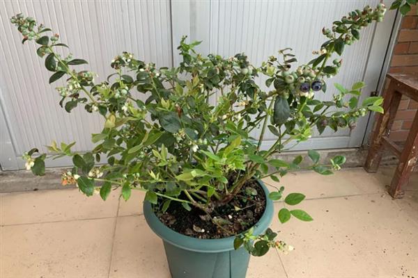 盆栽蓝莓的养殖方法，栽种完成后要为其浇水一次