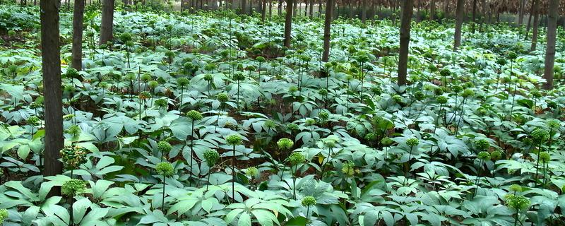三七亩产多少斤，正常情况下产400斤左右