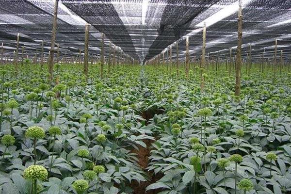 三七亩产多少斤，正常情况下产400斤左右
