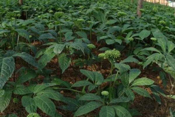 三七亩产多少斤，正常情况下产400斤左右