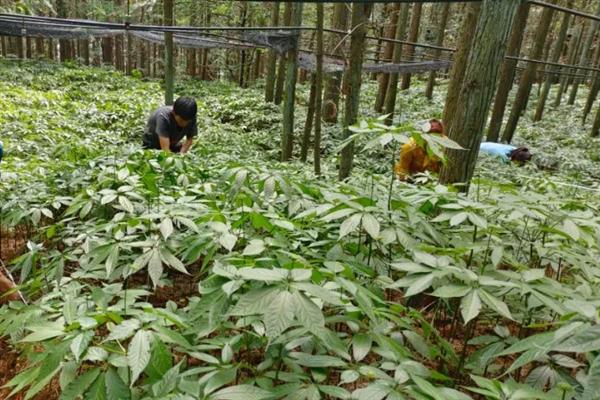 三七亩产多少斤，正常情况下产400斤左右