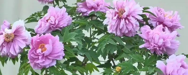 牡丹什么时候开花，通常在每年的4到5月份开花