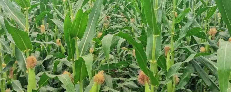 防治玉米不结棒的方法,视情况采取灌溉排水、培土施肥等措施