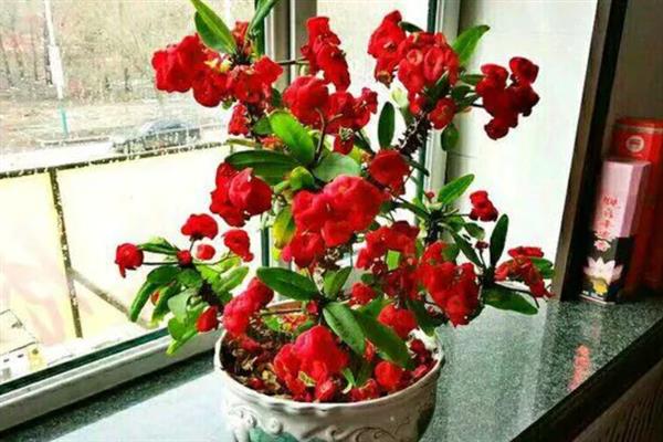 刺梅的花期多长，一年四季都可以开花