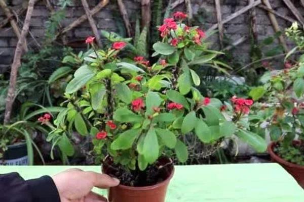 刺梅的花期多长，一年四季都可以开花