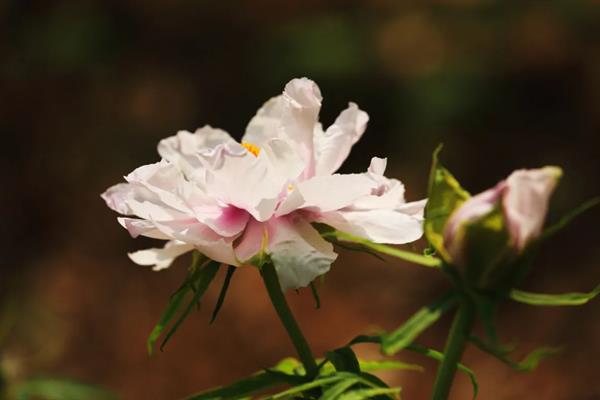 牡丹什么时候开花，通常在每年的4到5月份开花