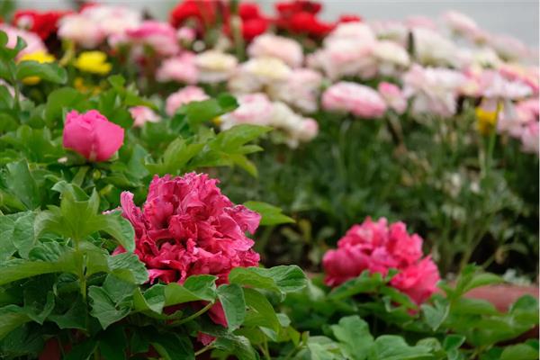 牡丹什么时候开花，通常在每年的4到5月份开花