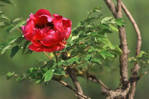 牡丹什么时候开花，通常在每年的4到5月份开花