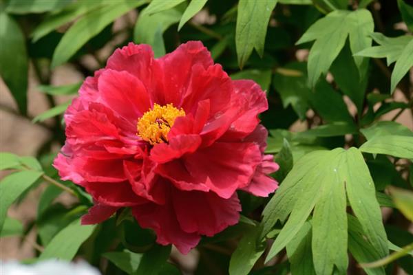 牡丹什么时候开花，通常在每年的4到5月份开花