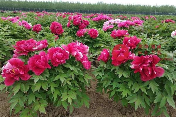 牡丹什么时候开花，通常在每年的4到5月份开花