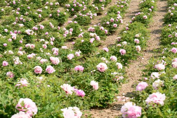 牡丹什么时候开花，通常在每年的4到5月份开花