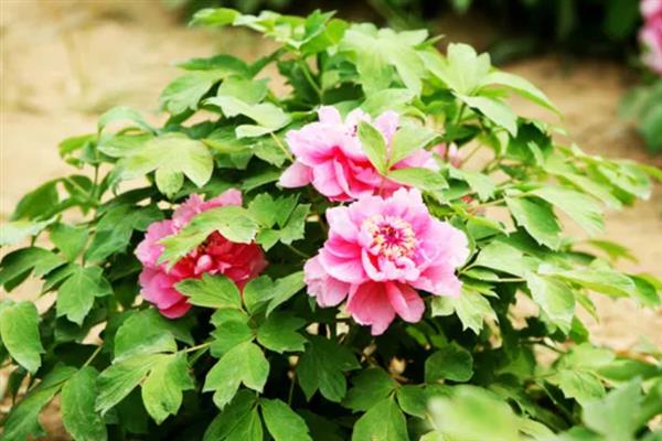 牡丹什么时候开花，通常在每年的4到5月份开花