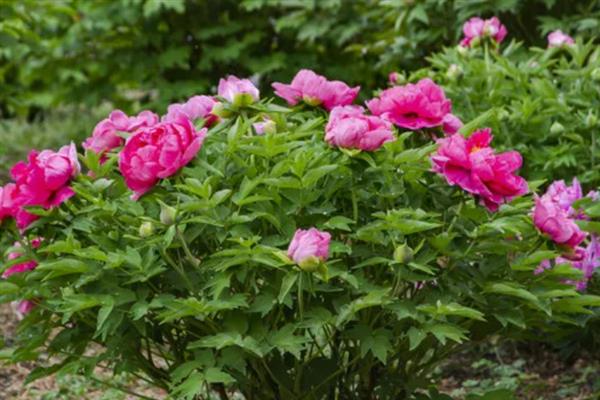 牡丹什么时候开花，通常在每年的4到5月份开花