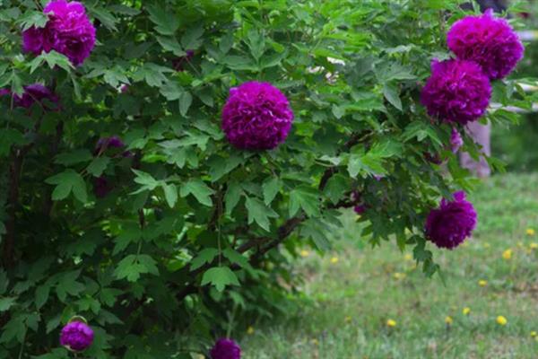 牡丹什么时候开花，通常在每年的4到5月份开花